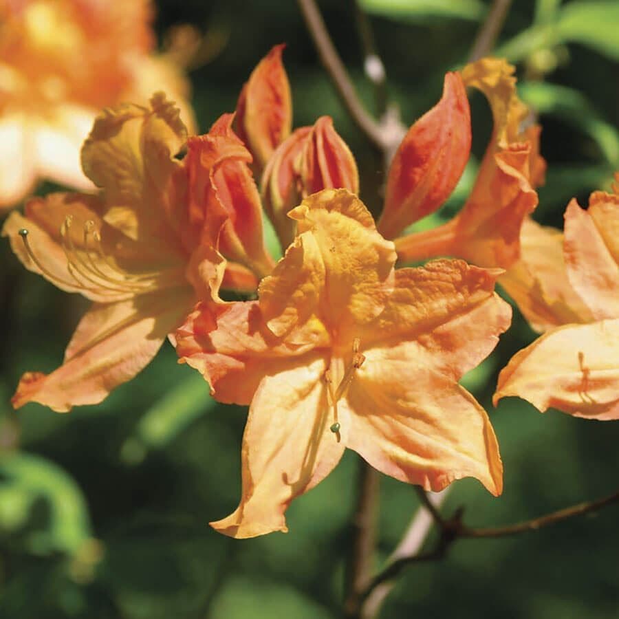 Azalea 'Golden Lights'
