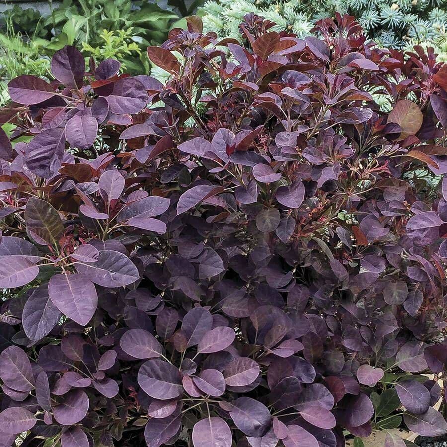 Cotinus Velveteeny™