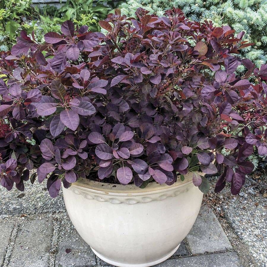 Cotinus Velveteeny™