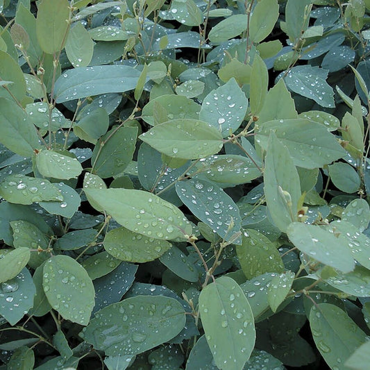 Fothergilla 'Blue Mist'