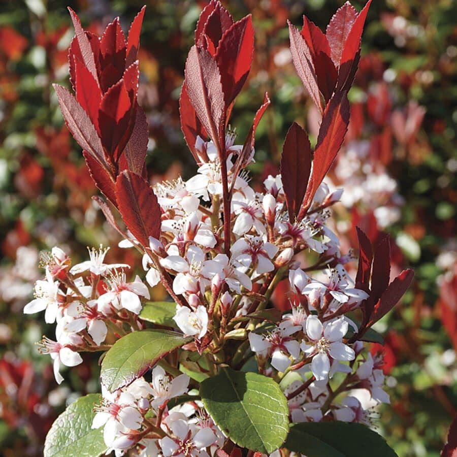 Rhaphiolepsis Redbird™