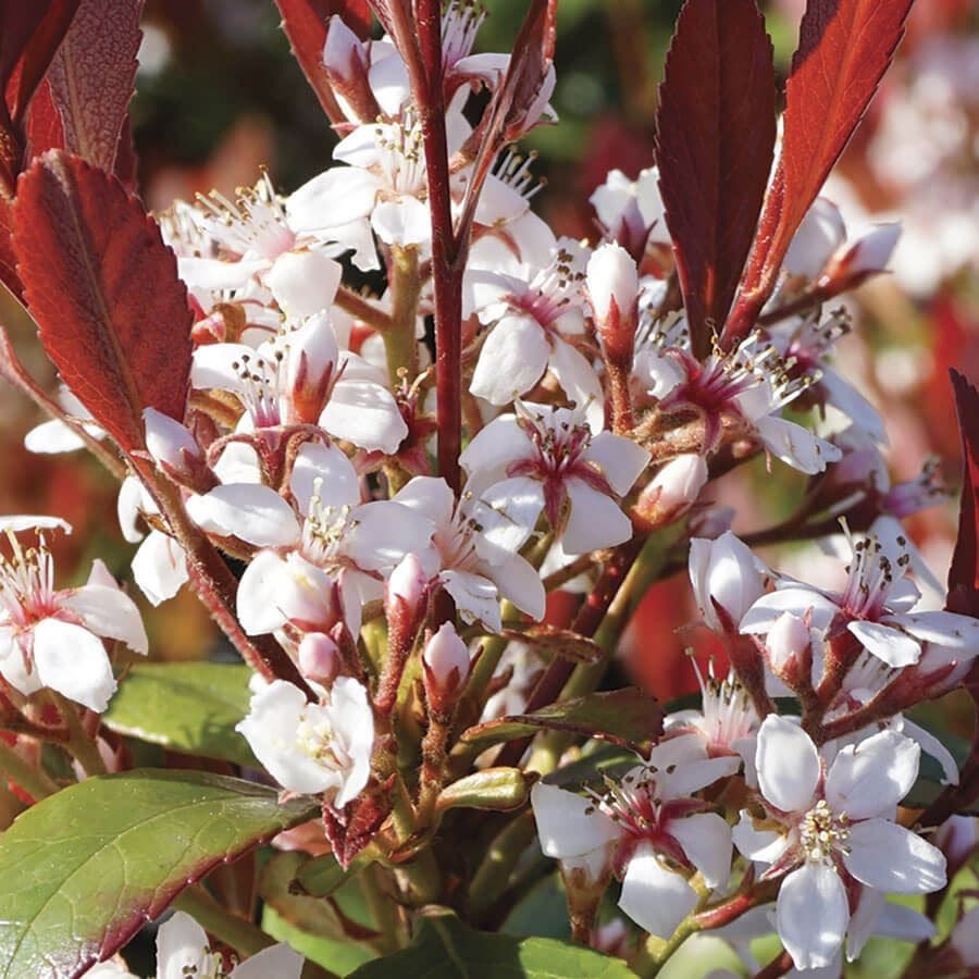 Rhaphiolepsis Redbird™