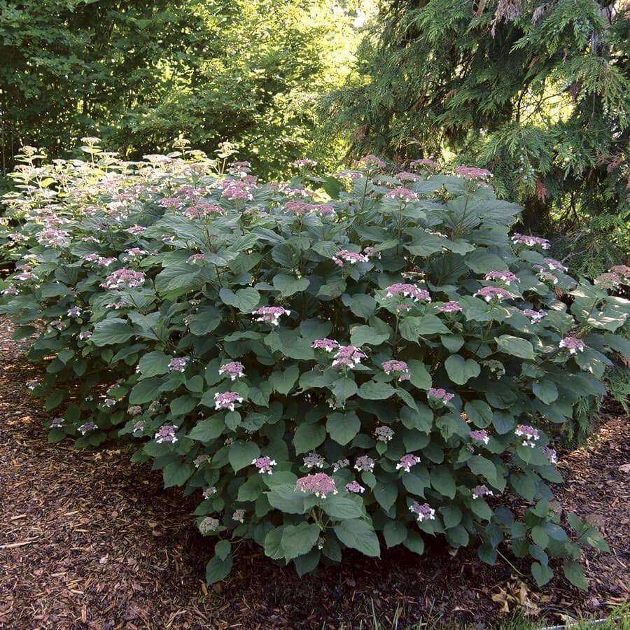 Hydrangea Invincibelle Lace™