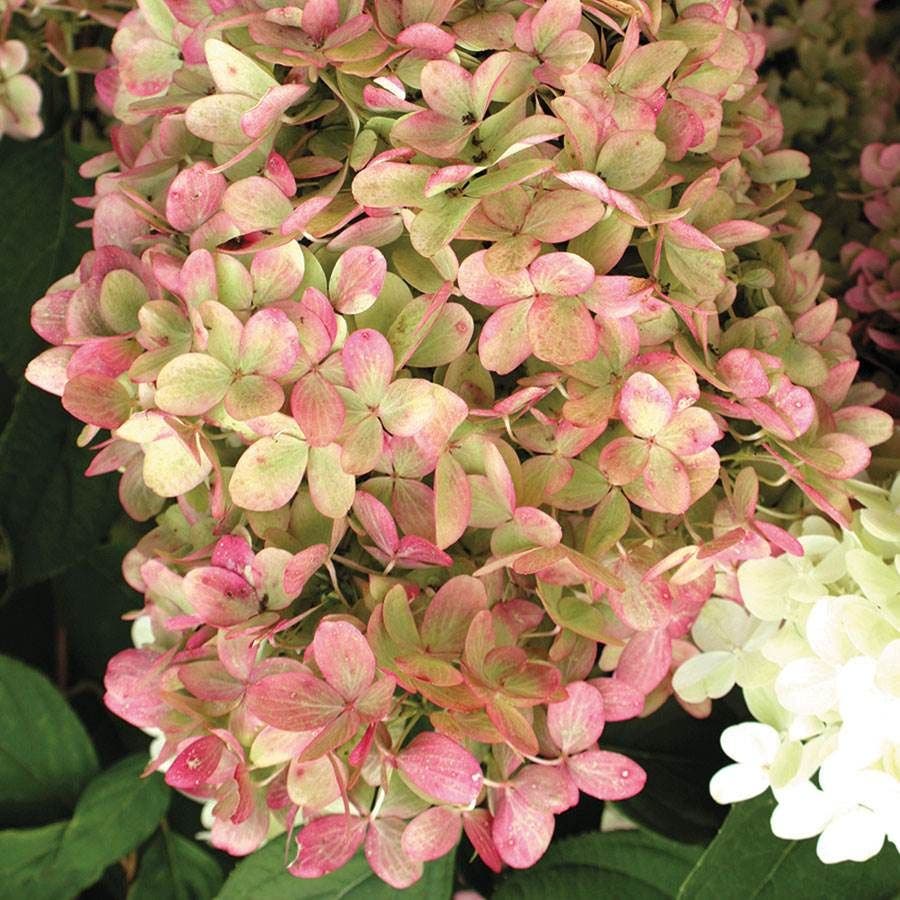 Hydrangea LIMELIGHT PRIME™