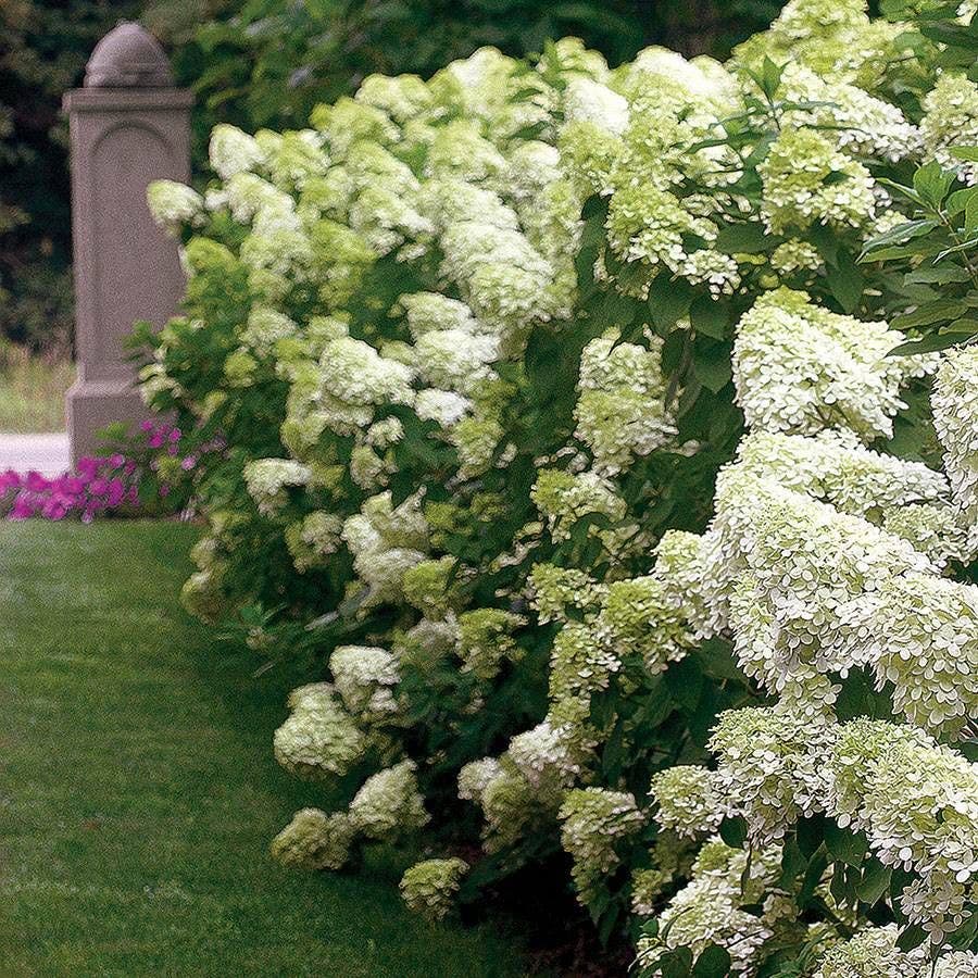 Hydrangea LIMELIGHT PRIME™