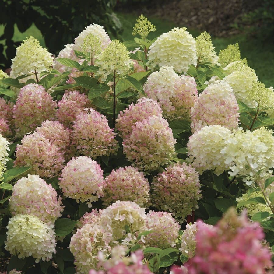 Hydrangea Fire Light Tidbit®