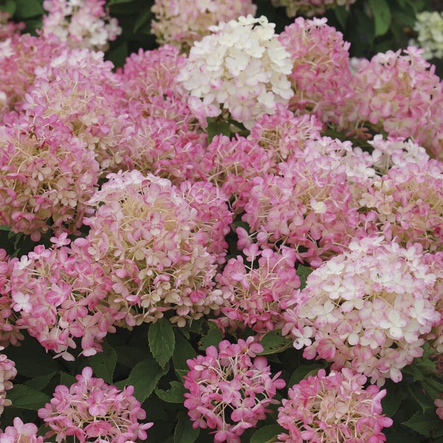 Hydrangea Fire Light Tidbit®