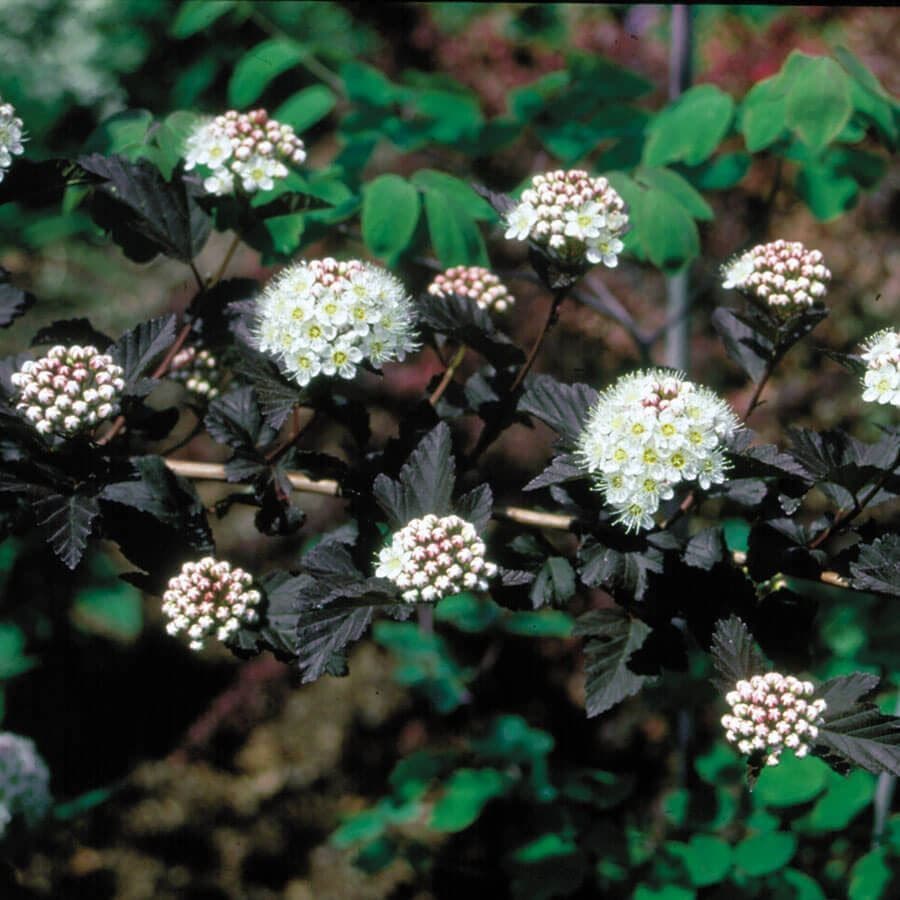 Physocarpus Diabolo®