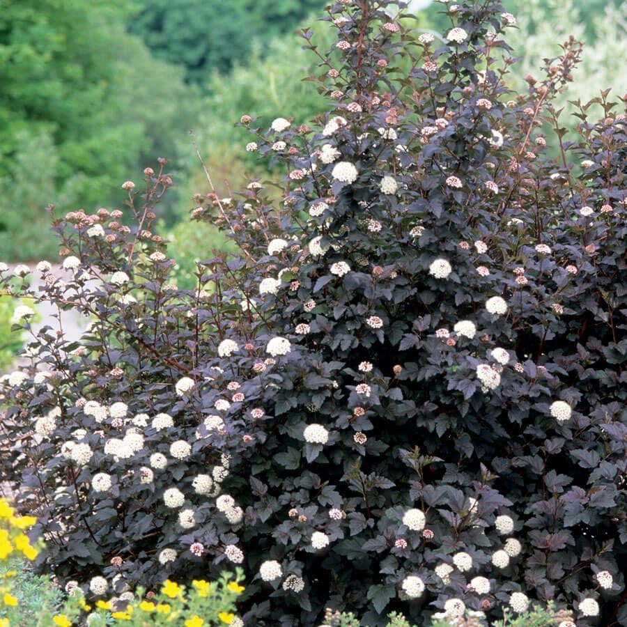 Physocarpus Diabolo®