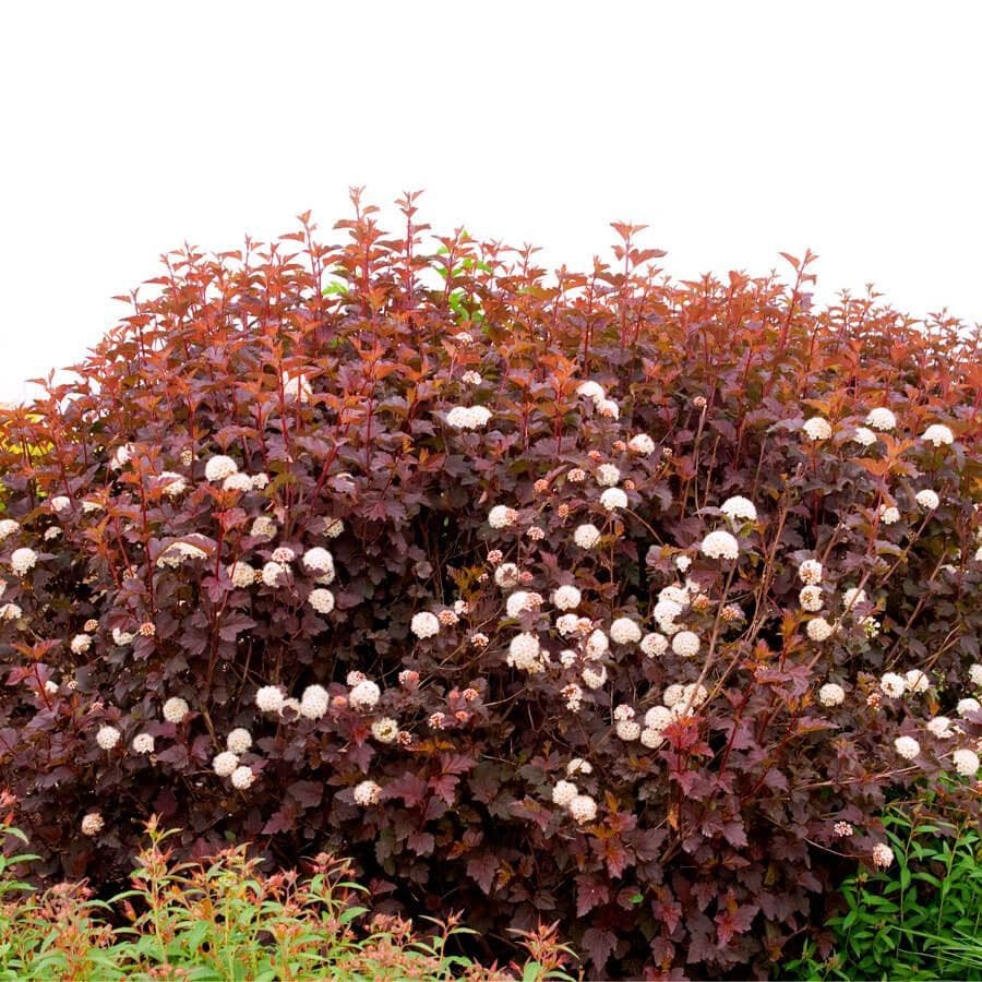 Physocarpus Diabolo®