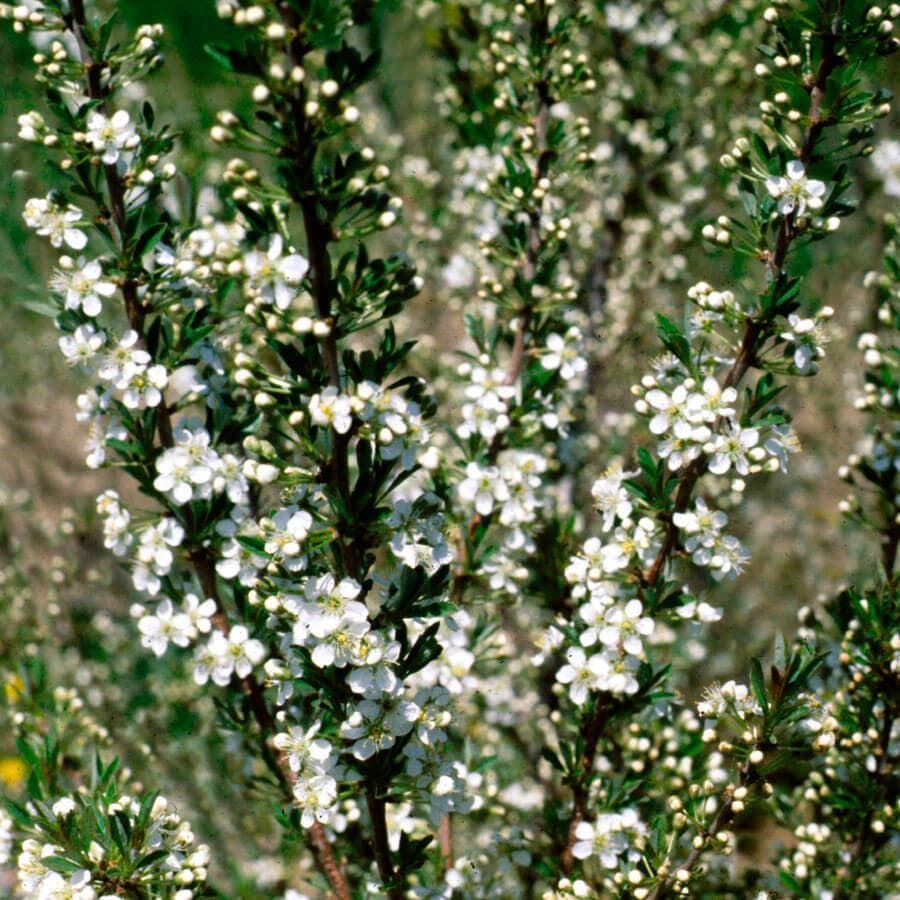 Prunus besseyi Sand Cherry