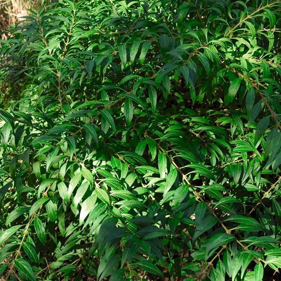 Forsythia Gold Tide®