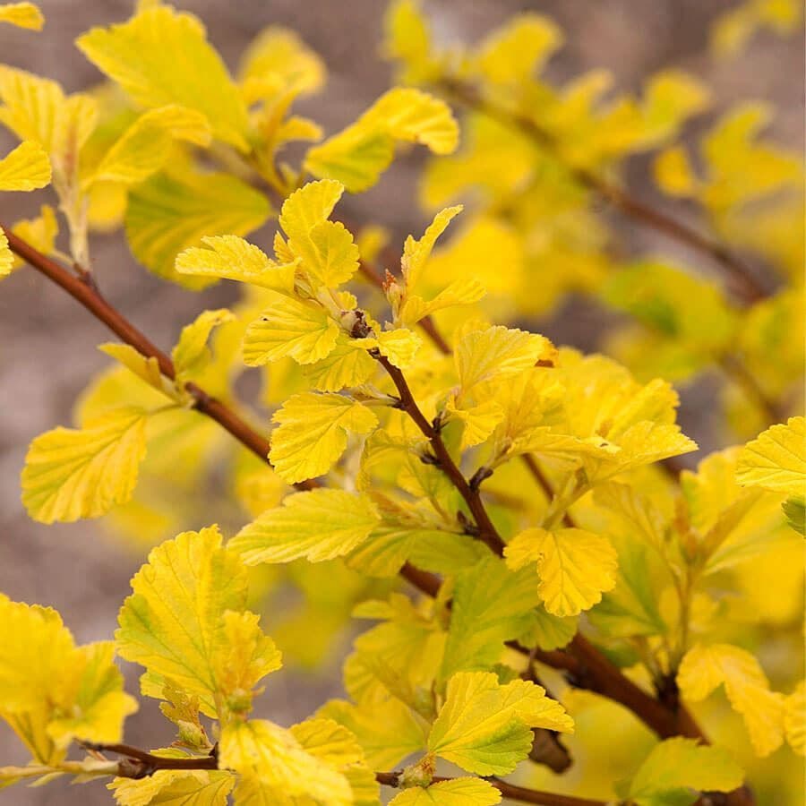 Physocarpus 'Dart's Gold'