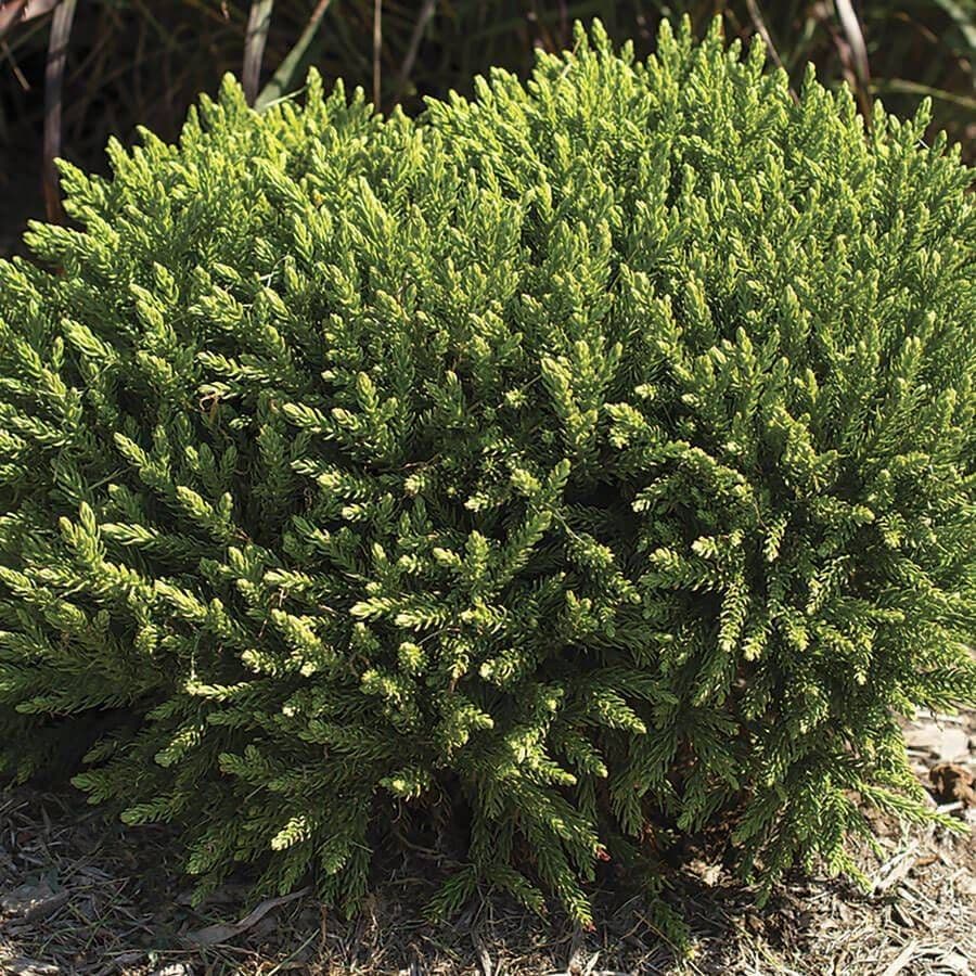 Cryptomeria Dragon Prince™