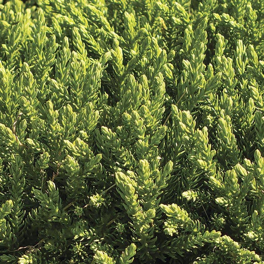 Cryptomeria Dragon Prince™