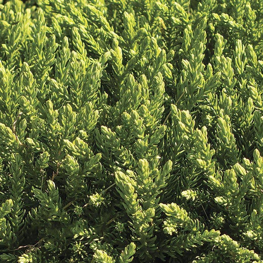Cryptomeria Dragon Prince™