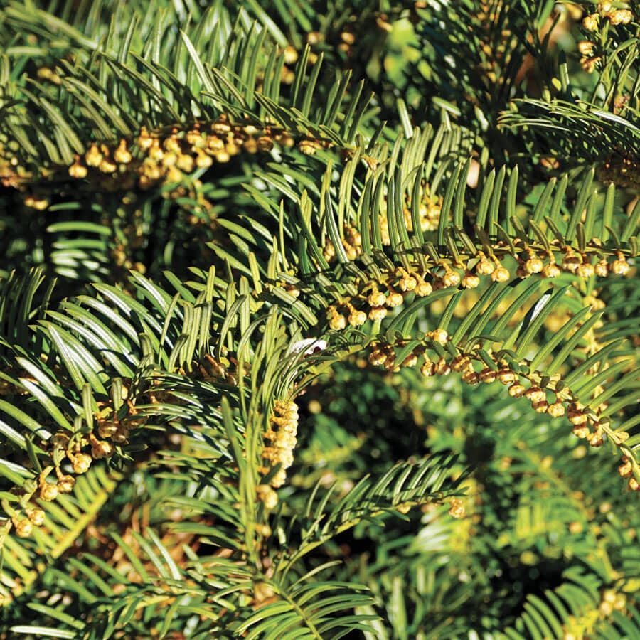 Cephalotaxus 'Prostrata'