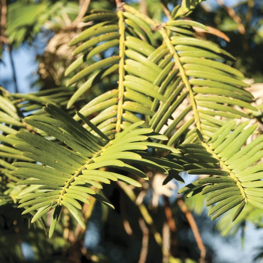Cephalotaxus 'Prostrata'