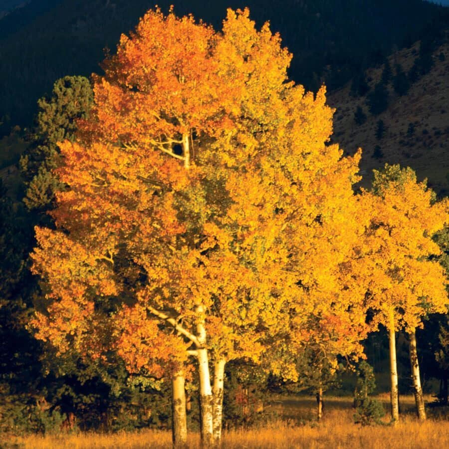 Populus Quaking Aspen