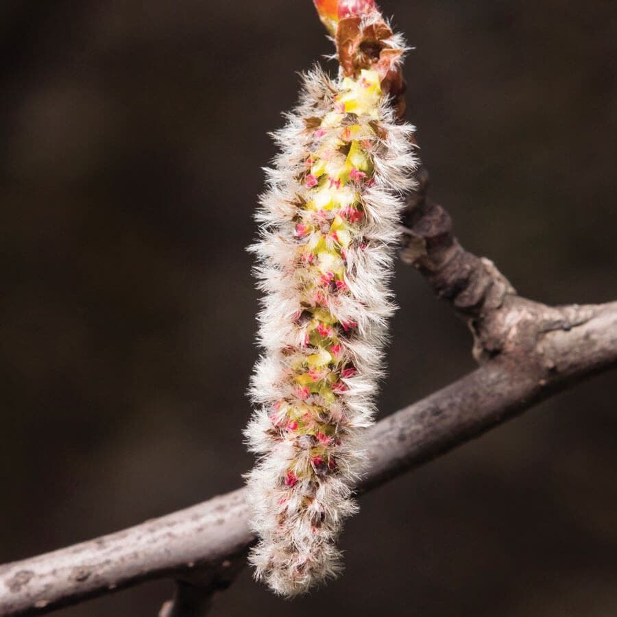 Populus Quaking Aspen
