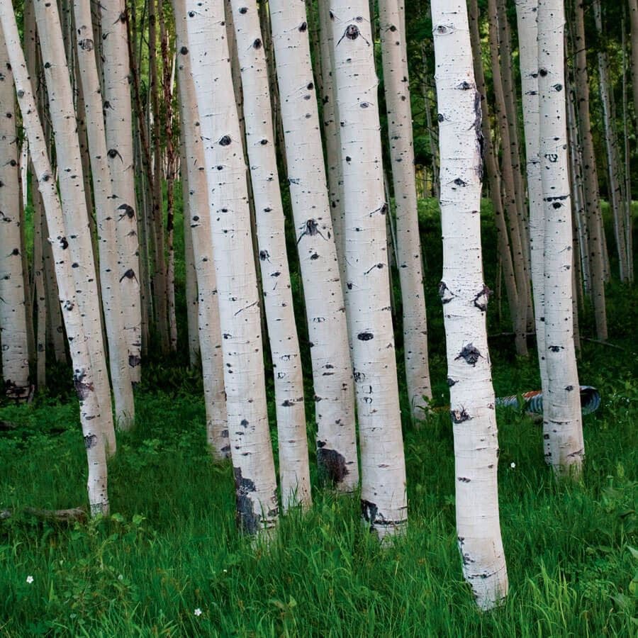 Populus Quaking Aspen