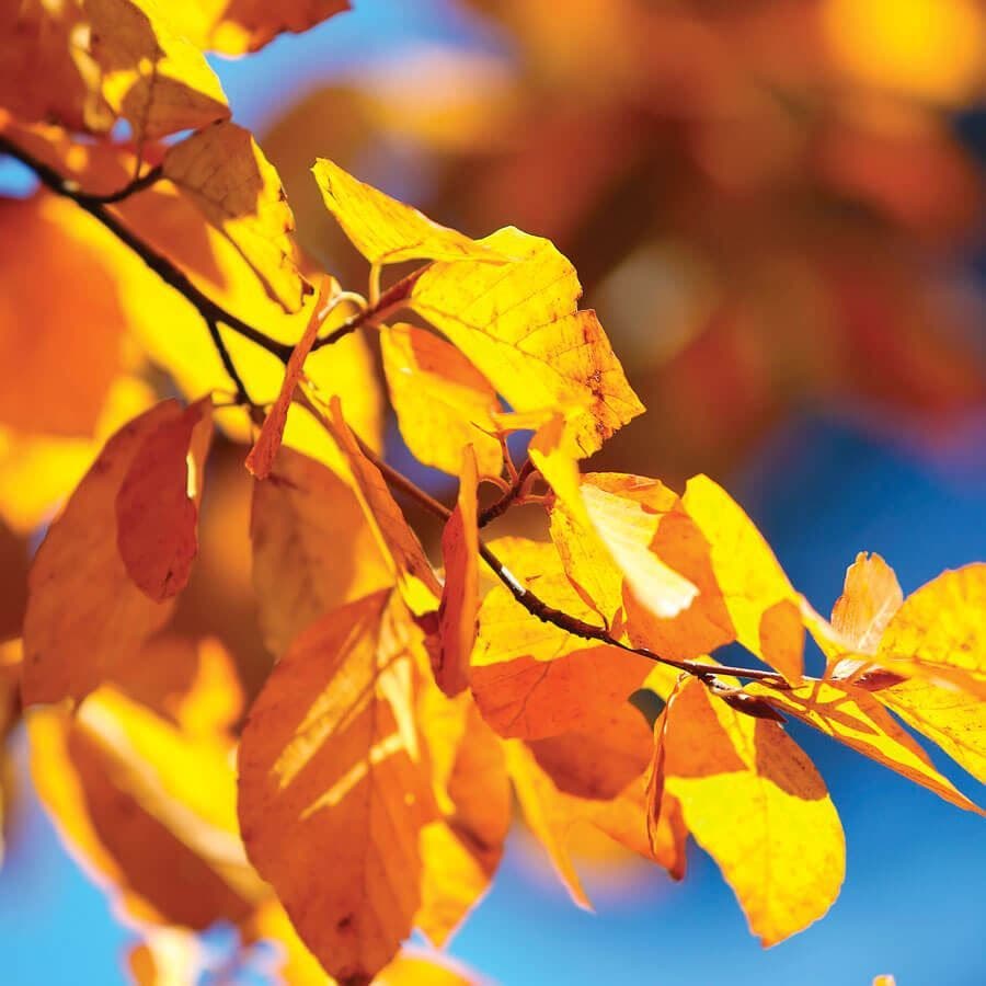 Populus Quaking Aspen