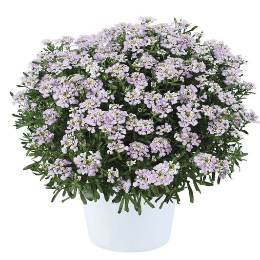 Iberis First Flush™ Lavender