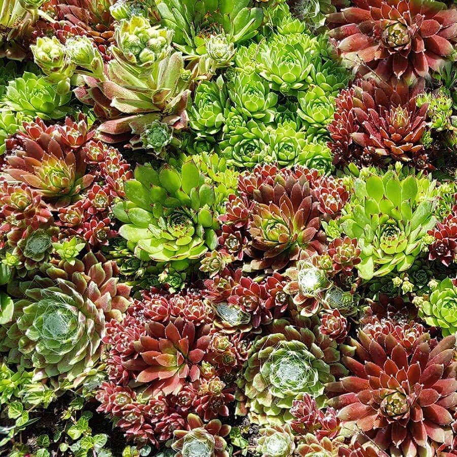 Sempervivum Hippie Chicks
