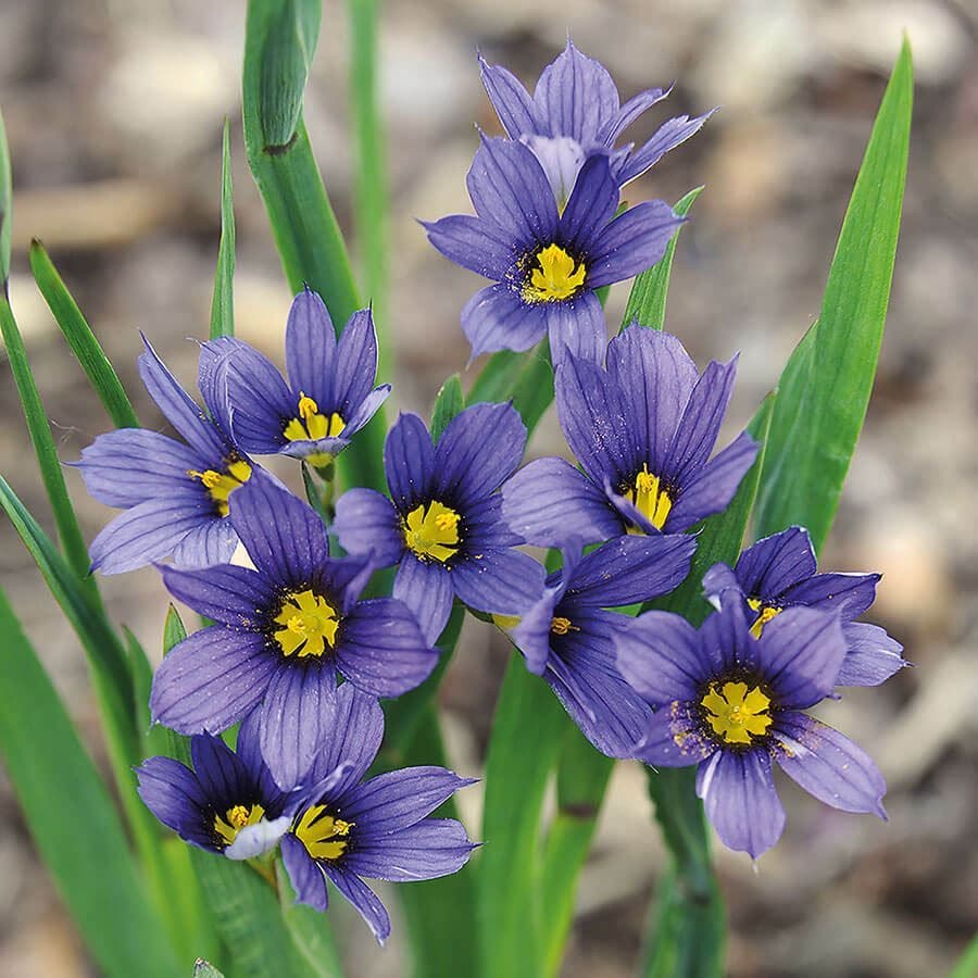 Sisyrinchium 'Moody Blues'