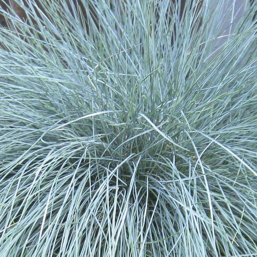 Helictotrichon sempervirens