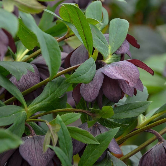 Helleborus Wedding Party® 'Dashing Groomsmen'