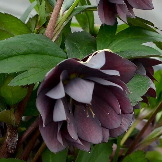 Helleborus Wedding Party® 'Dashing Groomsmen'