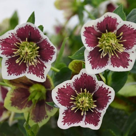 Helleborus 'Romantic Getaway'