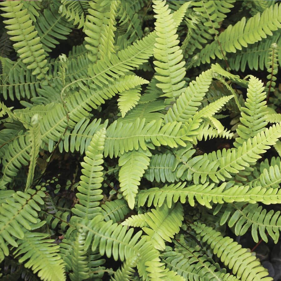Blechnum spicant