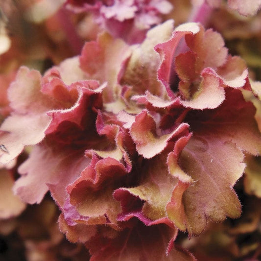 Heuchera 'Frilly'
