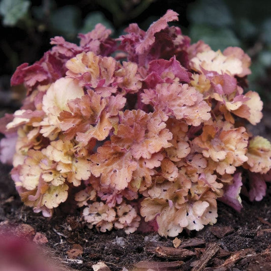 Heuchera 'Frilly'