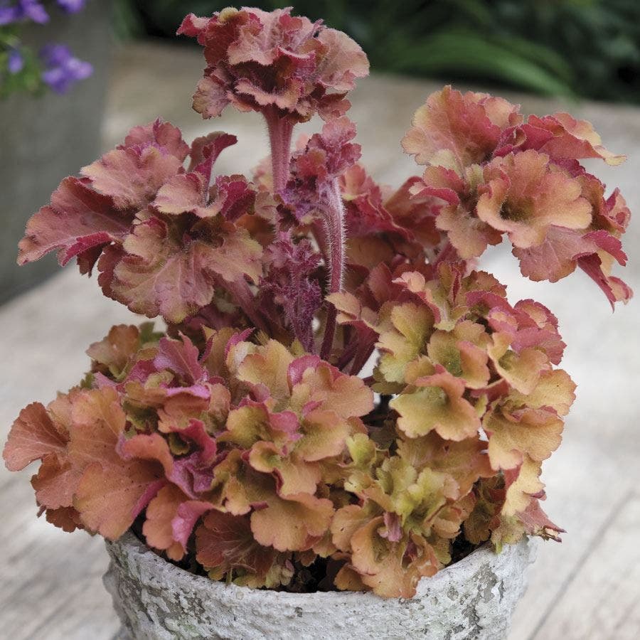 Heuchera 'Frilly'