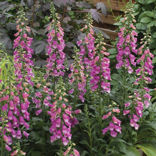 Digitalis 'Pink Panther'