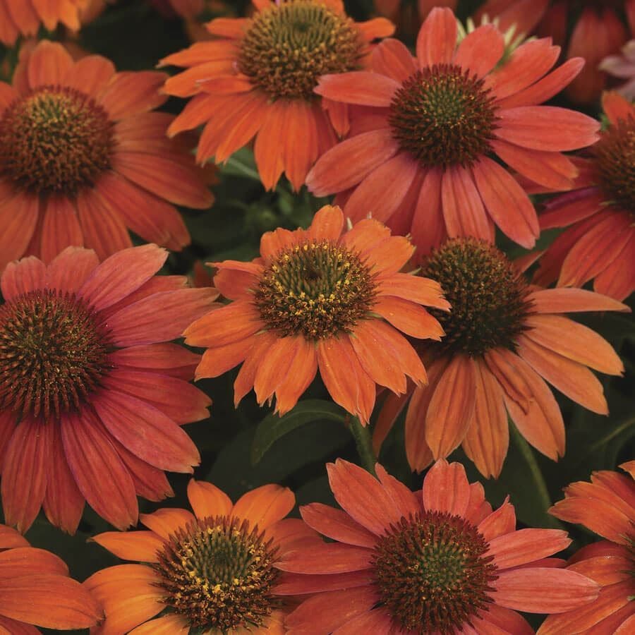 Echinacea Artisan™ Red Ombre