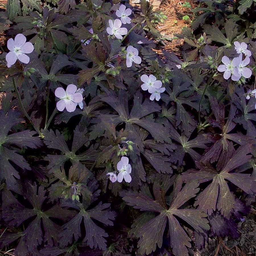 Geranium 'Espresso'