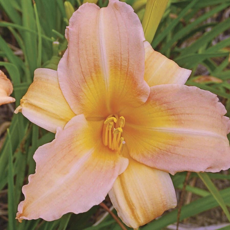 Hemerocallis 'Mini Pearl'