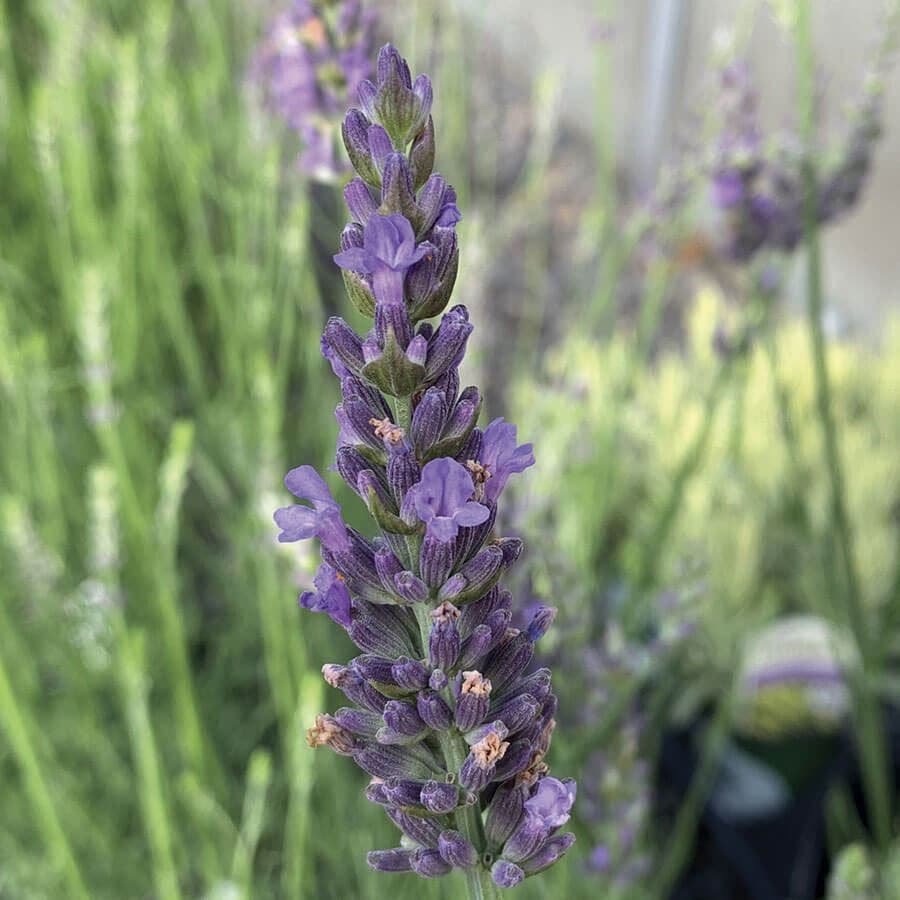 Lavandula Sensational!®