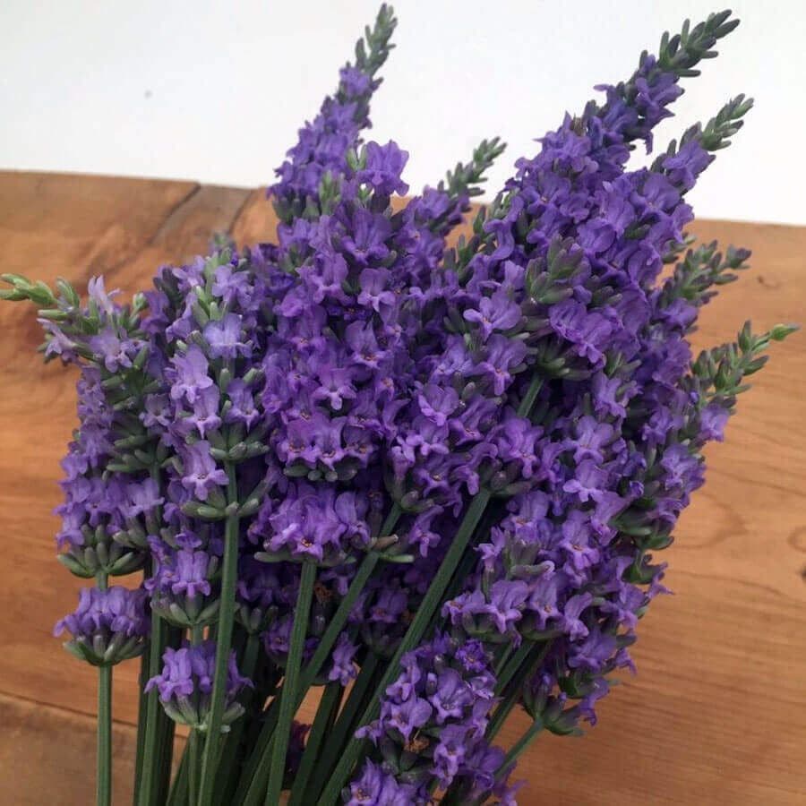 Lavandula Sensational!®