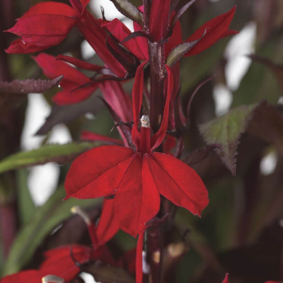 Lobelia STARSHIP™ Scarlet Bronze Leaf