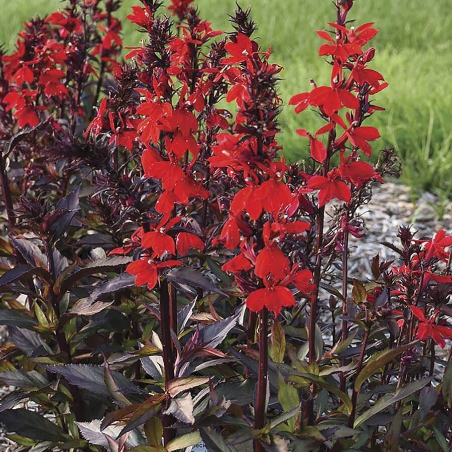 Lobelia STARSHIP™ Scarlet Bronze Leaf