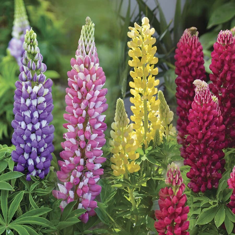 Lupinus Lupini Mix