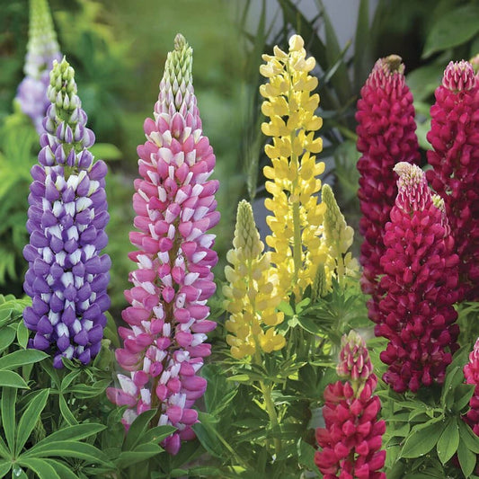 Lupinus Lupini Mix