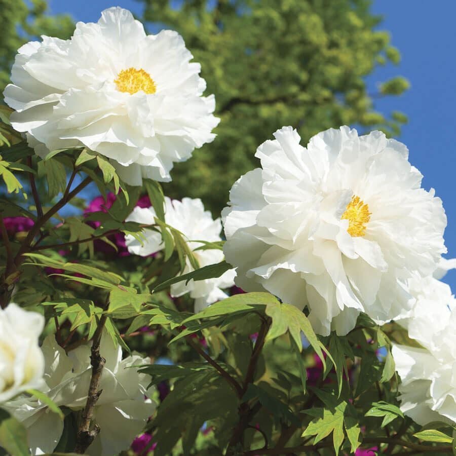 Paeonia 'Renkaku'