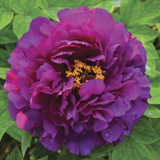 Paeonia 'Shimadaijin'