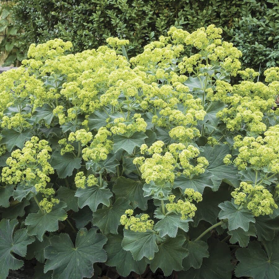 Alchemilla 'Auslesse'
